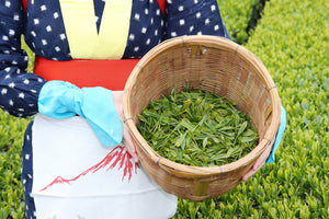 日本の一般家庭に緑茶を飲む習慣が広まった3つの理由とは？
